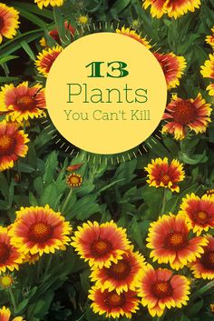 13 No-Kill Plants For Beginners --> http://www.hgtvgardens.com/flowering-plants/13-cant-kill-flowers-for-beginners?soc=pinterest Shed Inspiration, Hgtv Garden, Planting Ideas, Greenhouse Gardening, Flower Ideas, Growing Flowers, Gardening For Beginners, Shade Garden