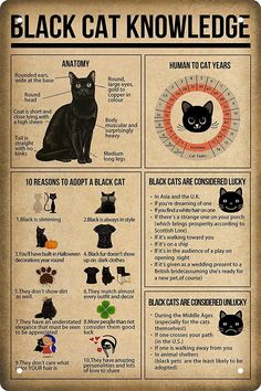 a black cat poster with information about cats and their names on it's side