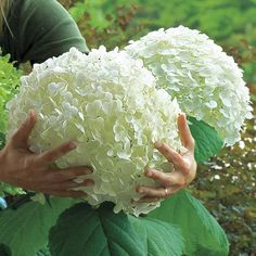 two hands are holding some white flowers