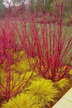 some red and yellow plants in the grass near a sidewalk on a cloudy day with no leaves