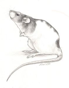 a drawing of a rat sitting on the ground