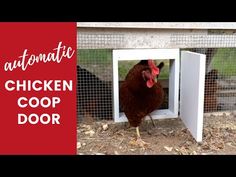 a chicken in a coop with the words automatic chicken coop door