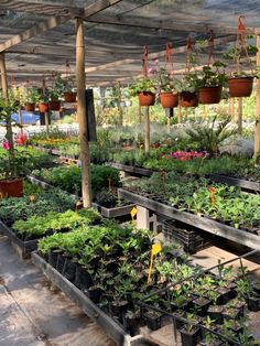 many potted plants are hanging from the ceiling in a garden center with wooden poles