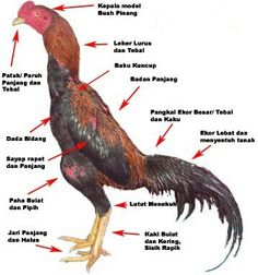 the parts of a rooster's body are labeled in red and white letters,