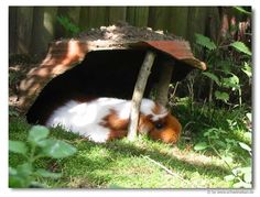 a small brown and white animal laying in the grass next to a wooden structure with plants growing around it