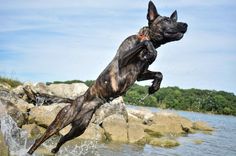 a dog jumps into the water to catch a frisbee