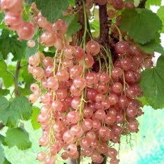 grapes are growing on the vine in an outdoor area