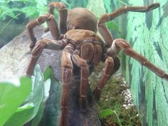 a large spider sitting on top of a rock