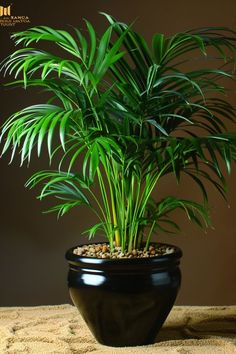 a potted plant sitting on top of a table next to a brown wall and carpet