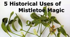 five historical uses of mistletoe magic in the form of flowers and leaves with text overlay