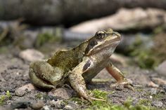 a frog is sitting on the ground with moss