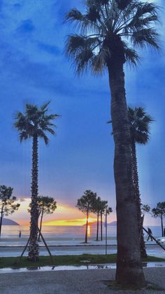 palm trees are silhouetted against the setting sun at an oceanfront park in florida