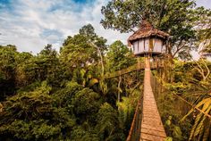 a tree house in the middle of a jungle with trees around it and blue sky above