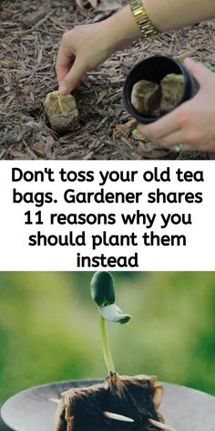 Used Tea Bags, Garden Remedies, Garden Bags, Astuces Diy, Garden Veggies, Fertilizer For Plants, Veg Garden, Container Gardening Vegetables, Tea Garden