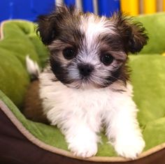 a small brown and white dog sitting on top of a green blanket in a bed