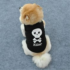 a small dog wearing a black shirt with a skull and crossbones on it