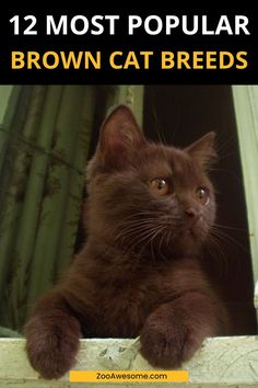 Top Brown Cat Breeds Overviewed: A Complete Guide | Cat Lover, Funny Cats, Pet Cat Care Tips & Facts, Cat Behavior & Signs, Cat Training | Oriental Shorthair Cat, Manx Cat, Persian, Devon Rex, York Chocolate Cat