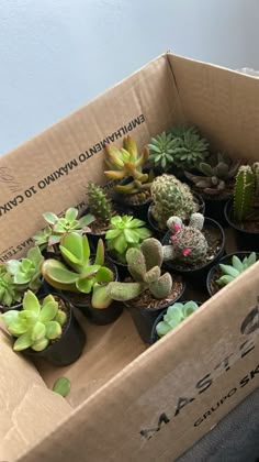 a cardboard box filled with lots of different kinds of succulents in it