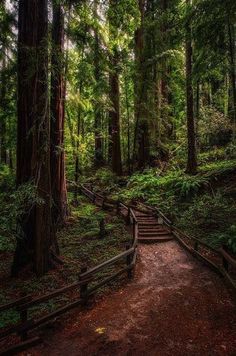 a path in the middle of a forest with lots of trees and stairs leading up to it