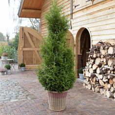 a large potted plant sitting on top of a brick floor next to a pile of logs