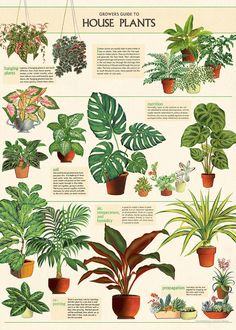 a poster showing different types of house plants