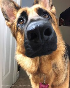 a close up of a dog's face with a heart tag on its collar