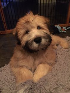 a small brown dog laying on top of a gray rug in front of a cage