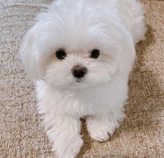 a small white dog sitting on top of a couch