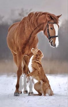 a brown horse standing on its hind legs next to a dog and a cat in the snow