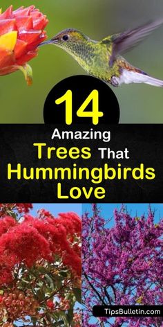 Flowers Hummingbirds Like, Persian Silk Tree, Horse Chestnut Trees, Strawberry Tree, Amazing Trees, Cardinal Flower, Planting Tips, Wildlife Garden