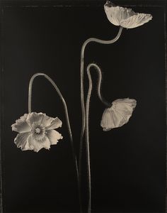 two white flowers on a black background with one flower in the foreground and the other behind it