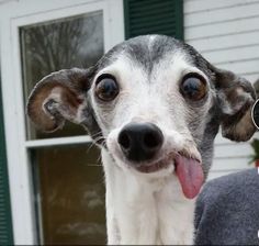 a close up of a dog with its tongue hanging out and looking at the camera