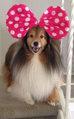 a dog wearing a minnie mouse ears on top of its head sitting on the stairs