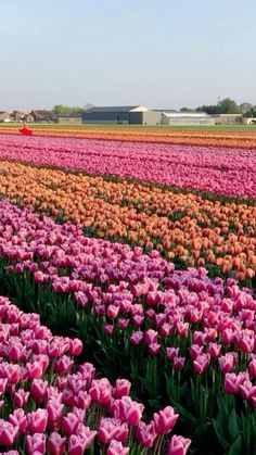 a field full of pink and orange tulips