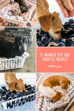 a collage of pictures with dogs in baskets and the words 15 minute diy dog snuffle basket