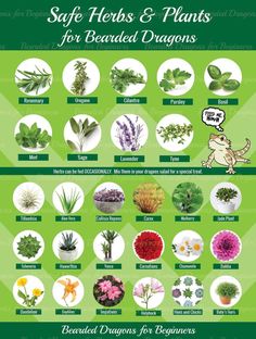 a poster showing different types of herbs and plants