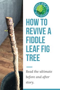 a close up of a plant with the words how to remove a fiddle leaf fig tree