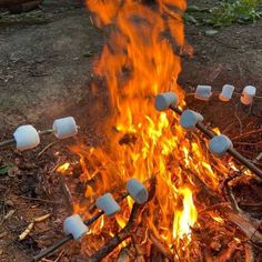 marshmallows roasting over an open fire in the woods