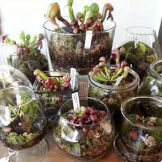 several glass vases filled with plants on top of a wooden table next to each other