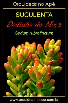 an image of succulenta in spanish