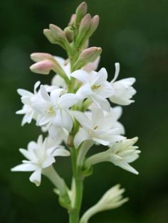 white flowers with green stems in the background