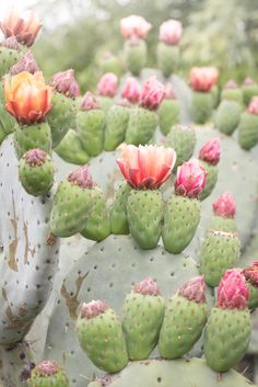 many green and red cactus plants with small flowers