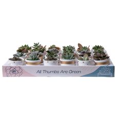 small potted succulents in white ceramic pots with gold trim