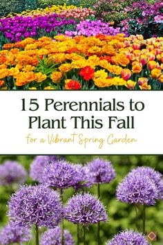 colorful flowers with text overlay that reads 15 perennials to plant this fall for a vibrant spring garden