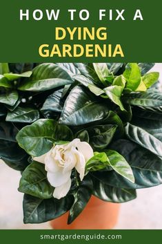 a potted plant with white flowers in it and text overlay that reads how to fix dying gardenia