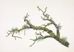 a bonsai tree with green moss growing on it's branches and the top half covered in lichen