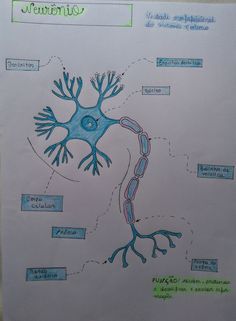 a diagram of an animal's nervous system is shown on a piece of paper