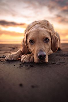 Dog photography, dog on beach Photos Of Dogs, Summer Dog Photoshoot, Dogs At The Beach