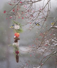 a bird feeder hanging from a tree with pine cones and berries on it's branches