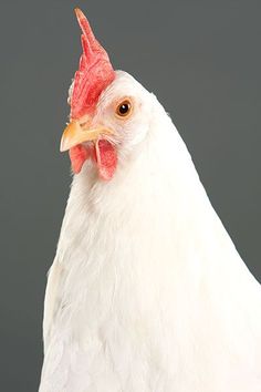 a white chicken with a red comb on it's head